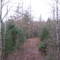 The Woods
