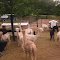 Alpaca Farm