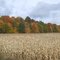 Fall Harvest in Wisconsin