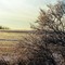 Field in Winter