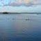 Loons hunting in a pack on Round Lake