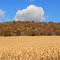 Fall hillside