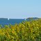 Calf Island, Greater Brewster Island and Sailboats from Deer Island