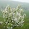 Deer Island in Bloom on a Foggy Day