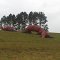 Giant Worm in Field