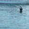 Whale by boat
