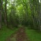 Trail along Stella Creek between Lost Lake and Stella Lake in Vilas County, Wisconsin