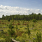 Sayner Managed Forest