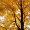 Big Maples in Fall 1(SW or Abrams, WI)