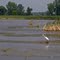 Lookin' for lunch at Horicon Marsh