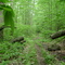 Lonely path on the Hemlock Falls Trail, Kanawha State Forest, WV