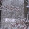 Snow Trees