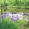 Iris on Greensprings Creek