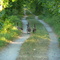 Geese on the trail