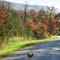 Why the Chicken crossed the Road