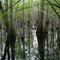 Cypress  Trees