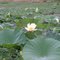 Black Bayou lily pads