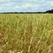 Grain