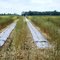 Mixed Crops row by row