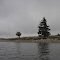 a pair of trees on a windswept peninsula of mout storm lake
