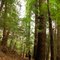 Coopers Rock - Hemlock Trail
