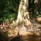 Cypress Tree
