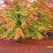 Beechnut Tree