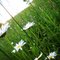 dainty daisies