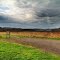Old Field at Middle Island in St. Mary's, WV (Ohio River Islands National Wildlife Refuge)
