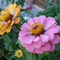Flowers Summer '07