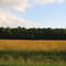 Field at sunset, great colors!