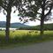 Summer Fields