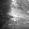 North Fork Cherry BW