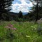 Mountain Bouquet