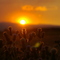 Sunset on Deadhorse Road