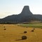 Devils Tower Across a Hay Field