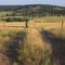 Wyoming Hay Field