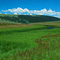 Sedges and grass beneath Elk Ridge, Gros Ventre mountains