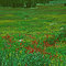 Alpine flower garden on the Tosi Creek/Rock Creek Divide. Gros Ventre Range