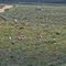 Pronghorn in the upper Green River