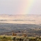 Rainbows & Mule Deer