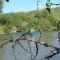 Fishing the Salt River, Wyoming