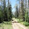 Two track through the pines