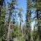 A pine forest in the desert. Pine Mountain is just over 9500 ft.