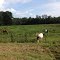 Horses in field
