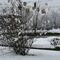 Kingston, MA - Snowy Day