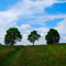 Bay Farm Conservation Area - Kingston, MA