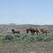 Pilot Butte Wild Horses