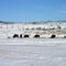 Bison at Bear River State Park
