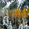 winter trees